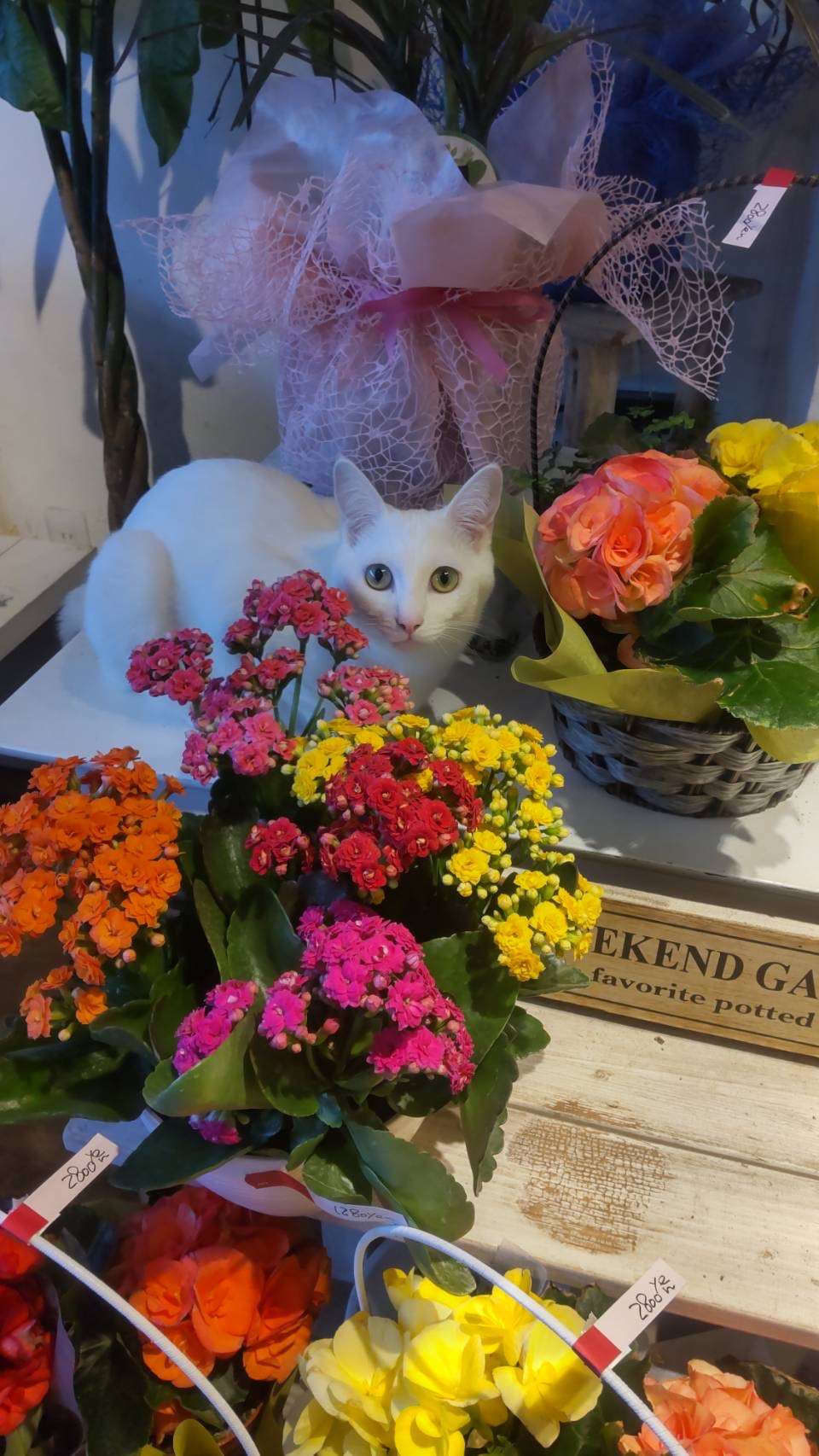 花と猫🐈