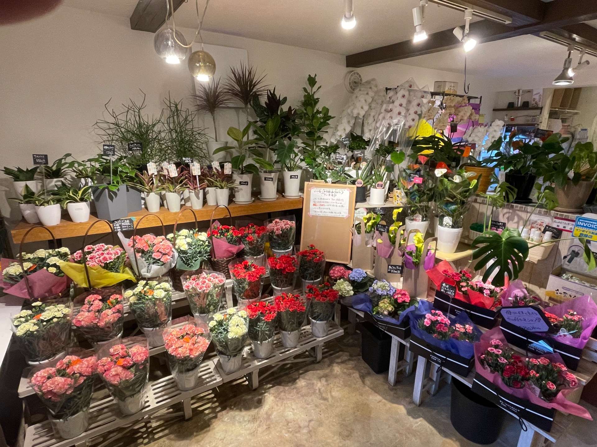 鉢物入荷しました！