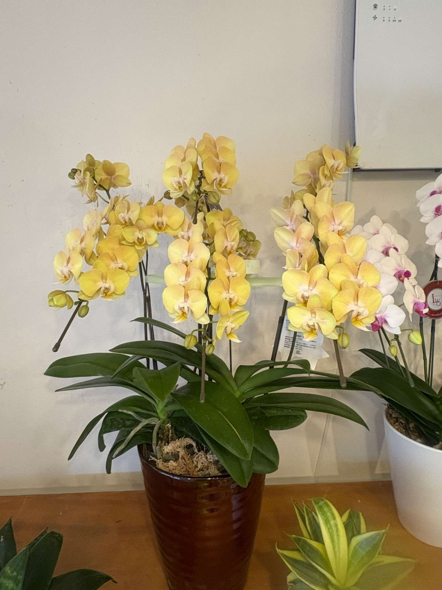 胡蝶蘭入荷しました