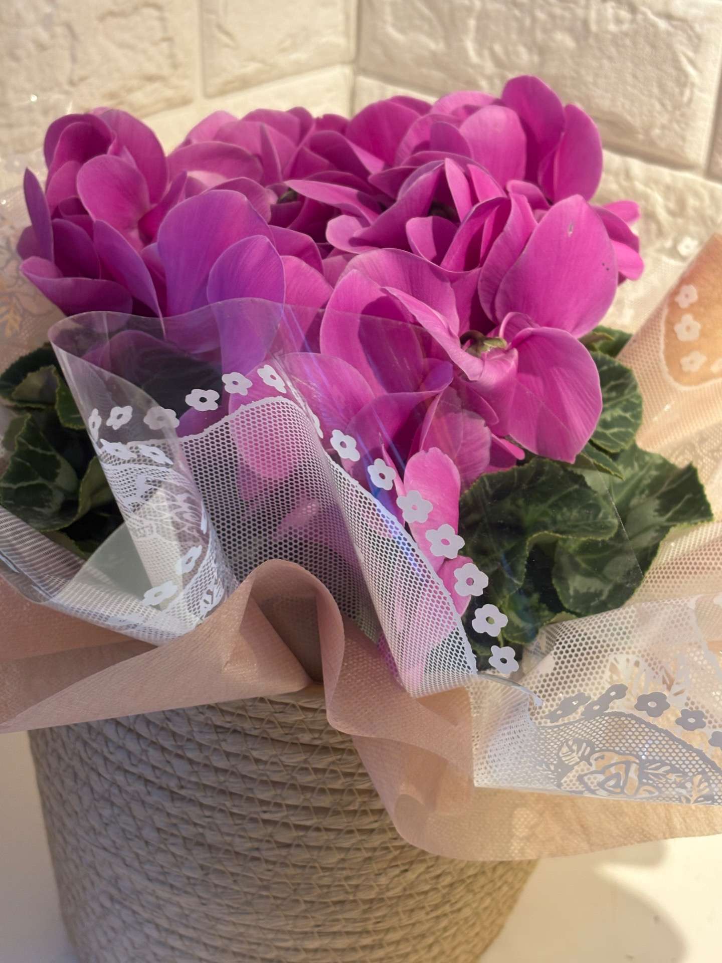 鉢物入荷のお知らせ